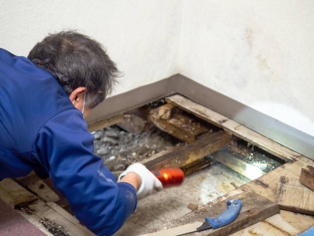 Best Fast Mold Removal  in East Griffin, GA